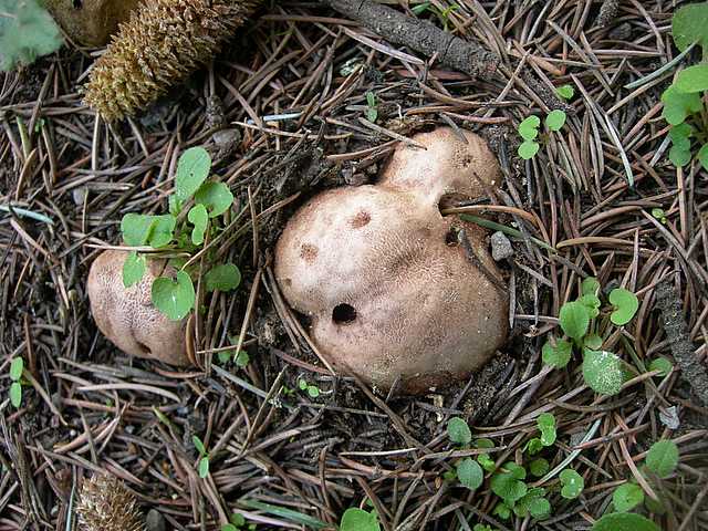 Le  meraviglie della foresta